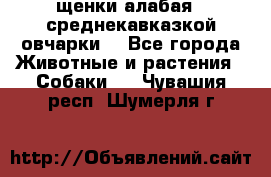 щенки алабая ( среднекавказкой овчарки) - Все города Животные и растения » Собаки   . Чувашия респ.,Шумерля г.